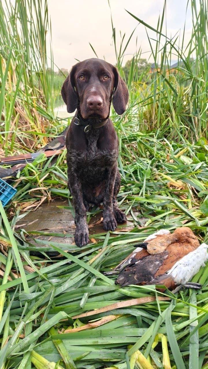 Пропала собака в Пушкине — фото объявления