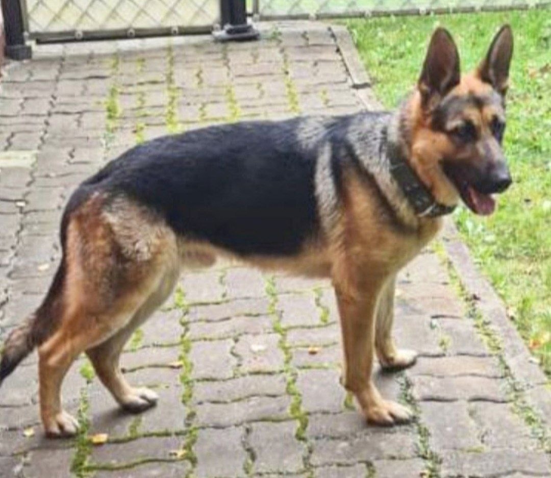 Найдена собака в Пушкине — фото объявления