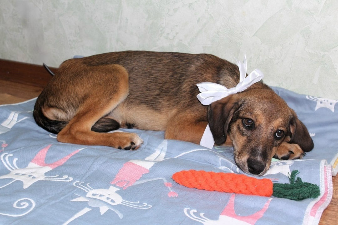 Найдена собака в Пушкине — фото объявления