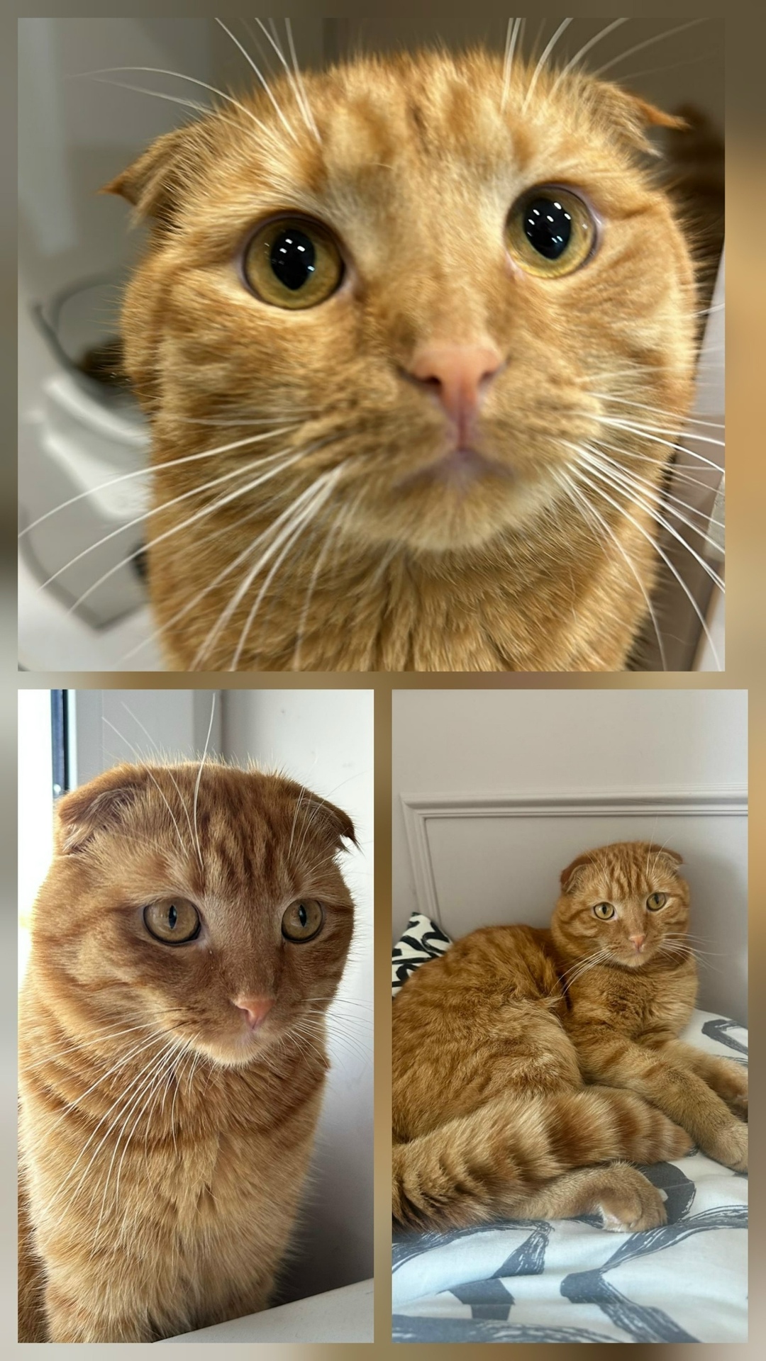 Пропала кошка в Пушкине — фото объявления