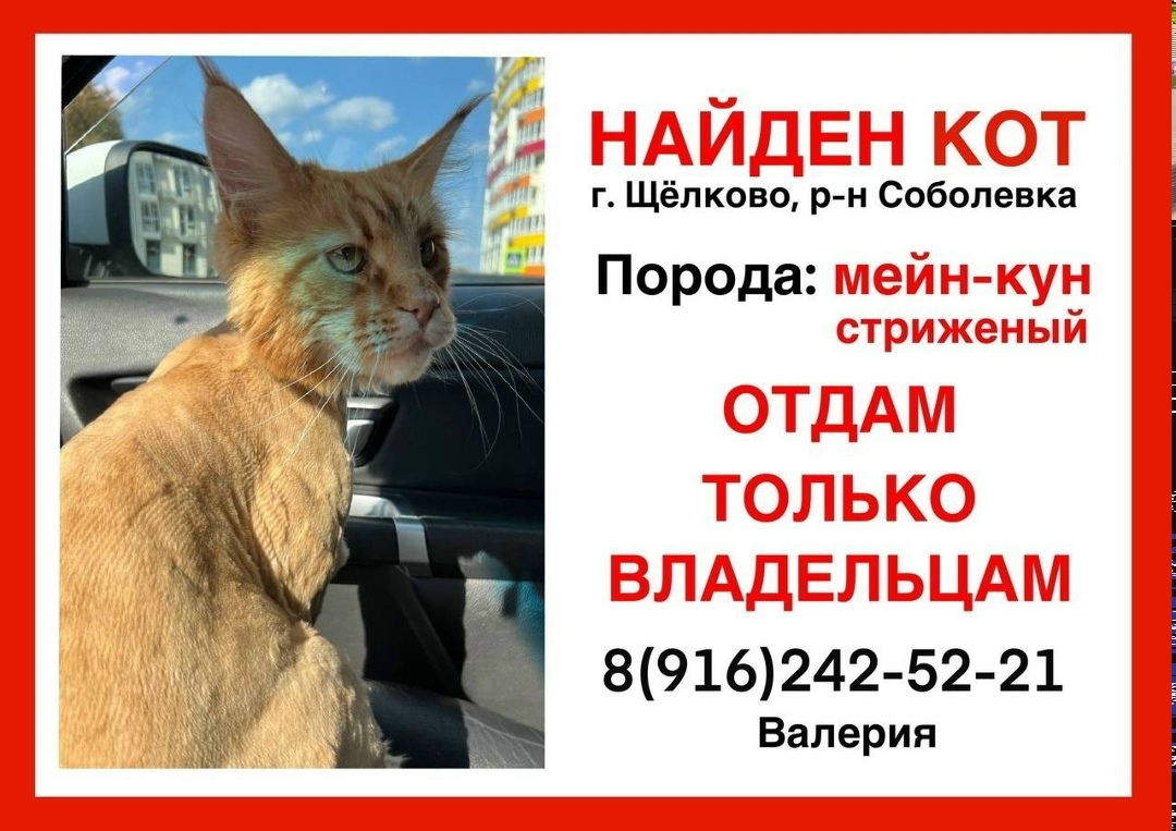 Найдена кошка в Пушкине — фото объявления