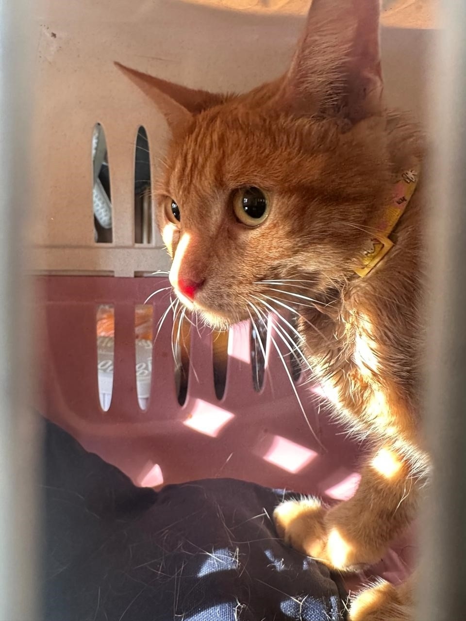 Найдена кошка в Пушкине — фото объявления