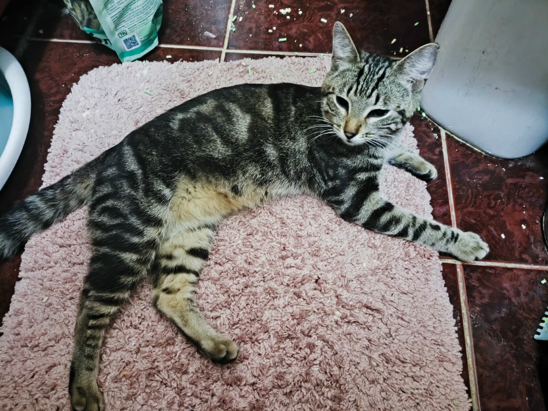 Найдена кошка в Пушкине — фото объявления