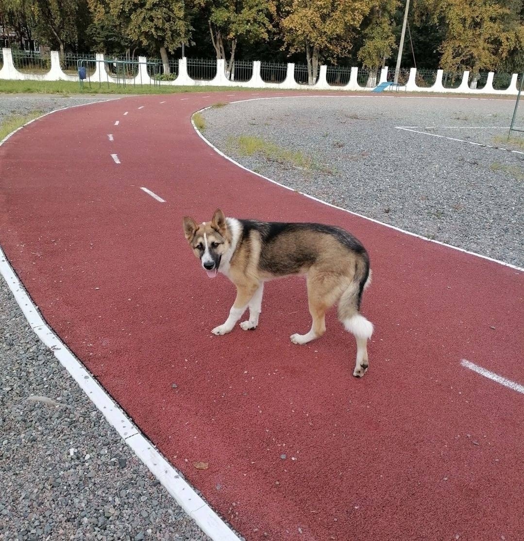 Найдена собака в Пушкине — фото объявления