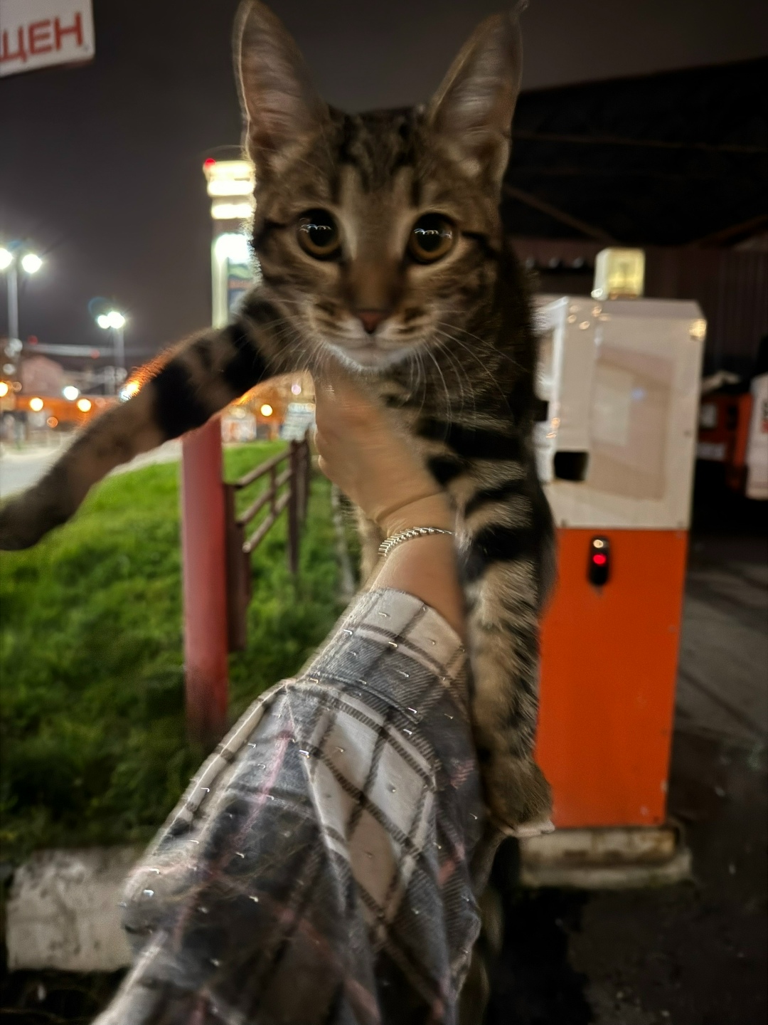 Найдена кошка в Пушкине — фото объявления