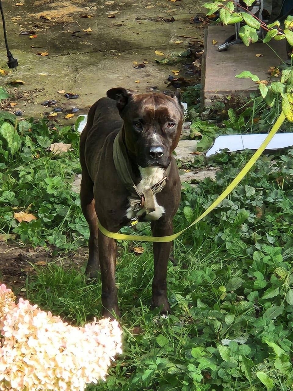 Найдена собака в Пушкине — фото объявления