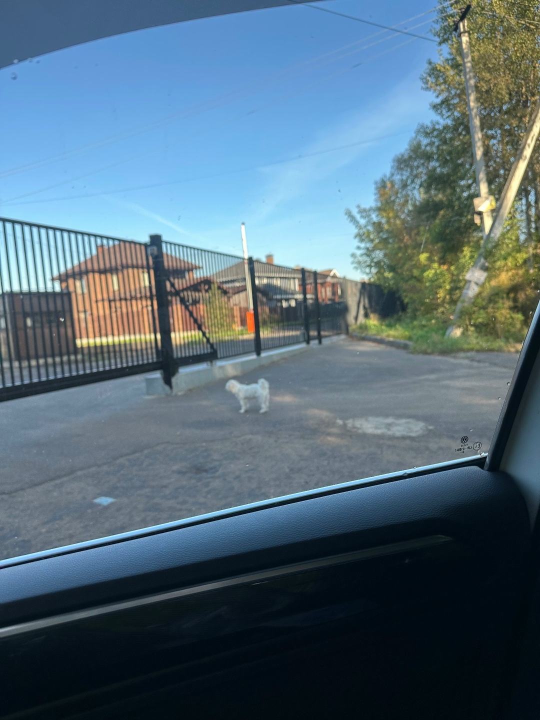 Пропала собака в Пушкине — фото объявления