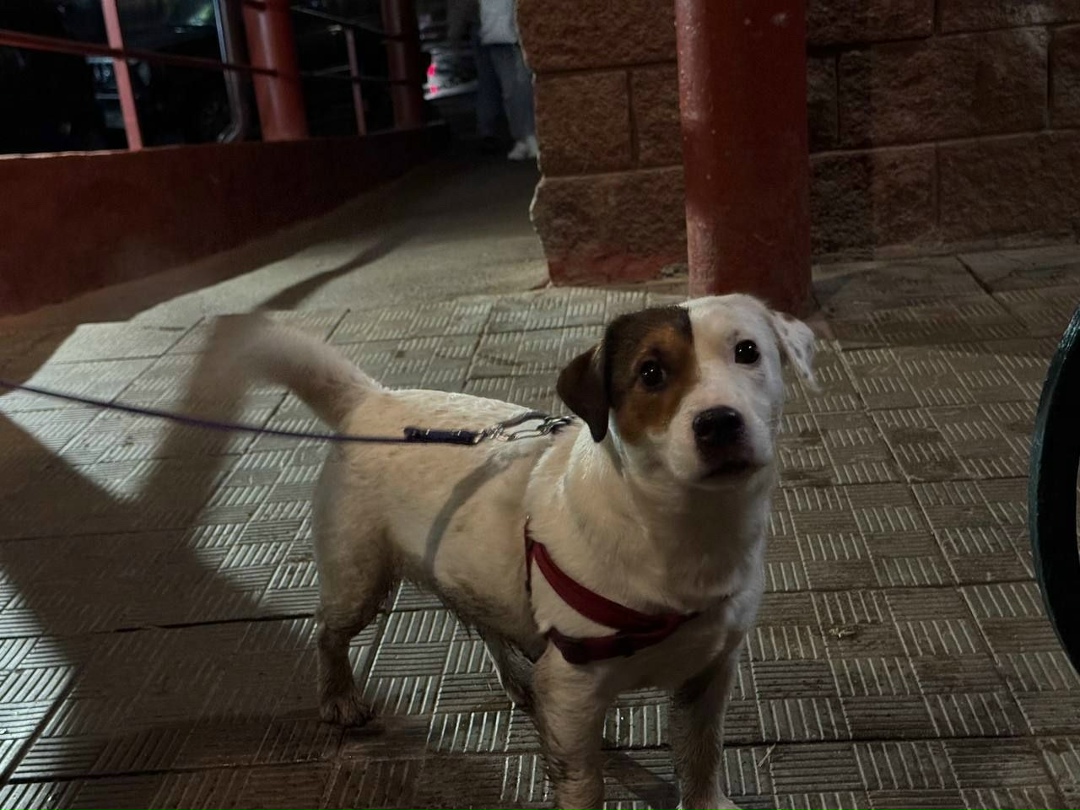 Найдена собака в Пушкине — фото объявления