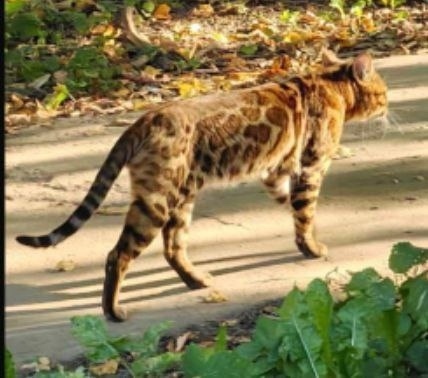 Пропала кошка в Пушкине — фото объявления