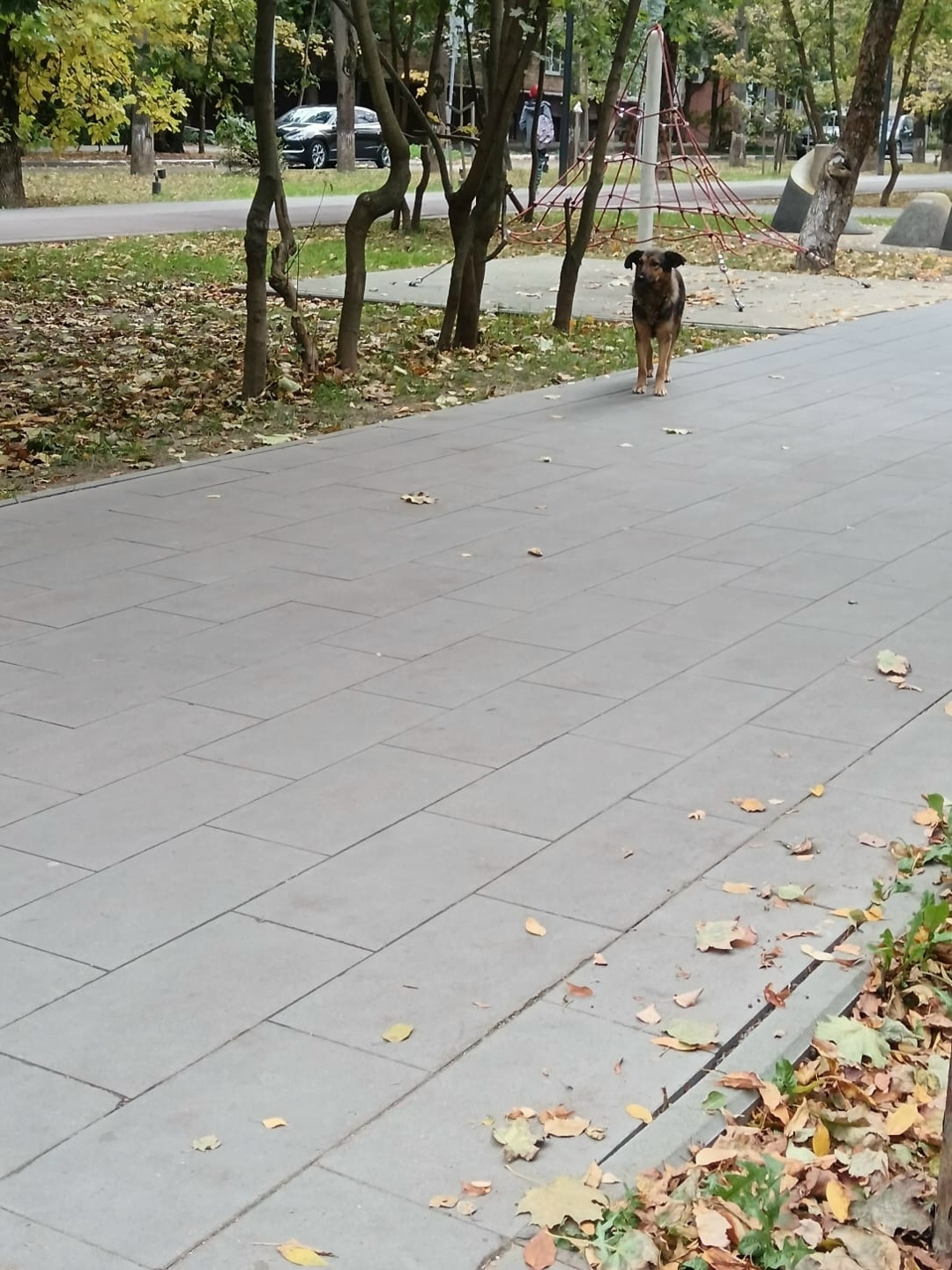 Пропала собака в Пушкине — фото объявления