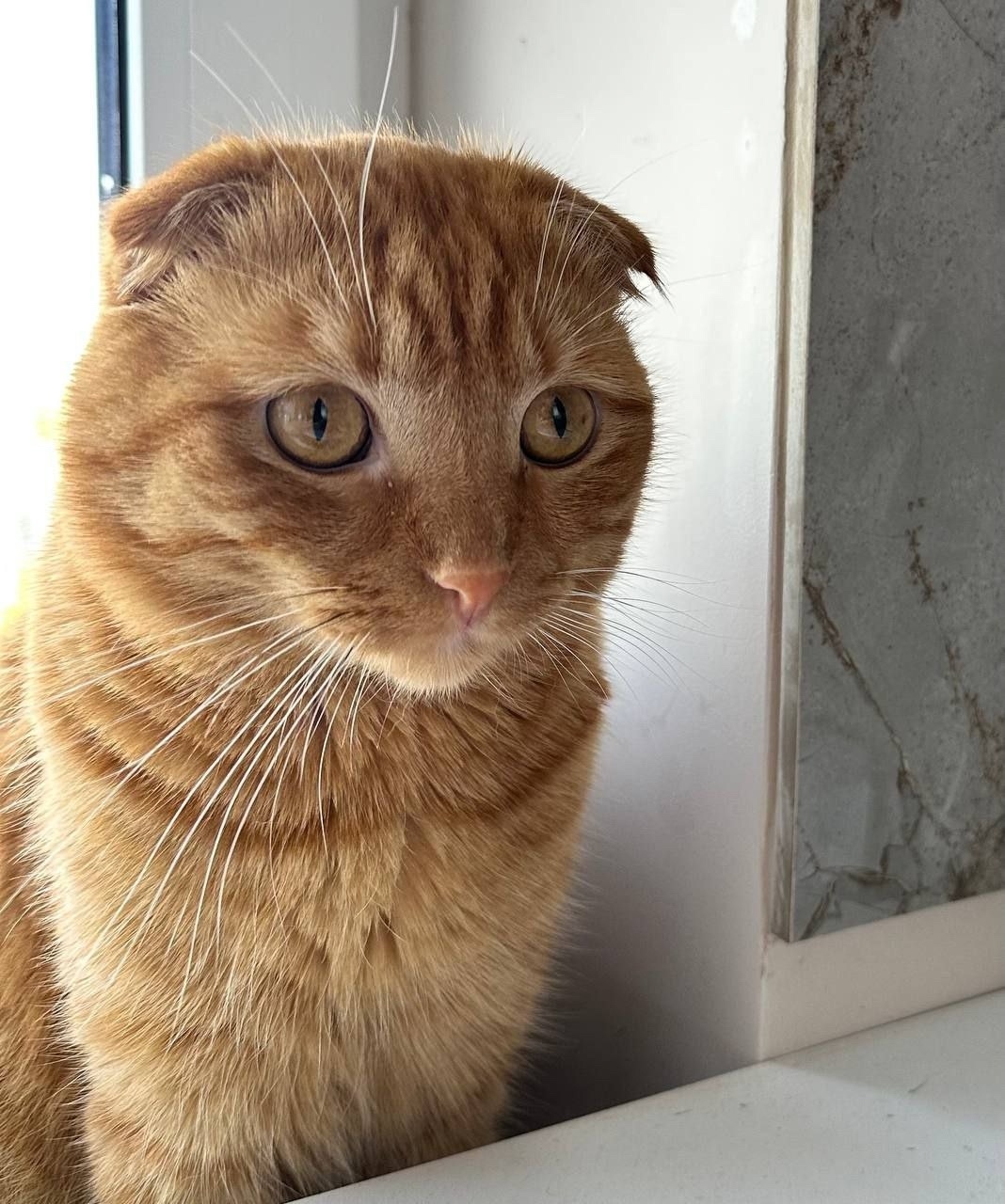 Пропала кошка в Пушкине — фото объявления