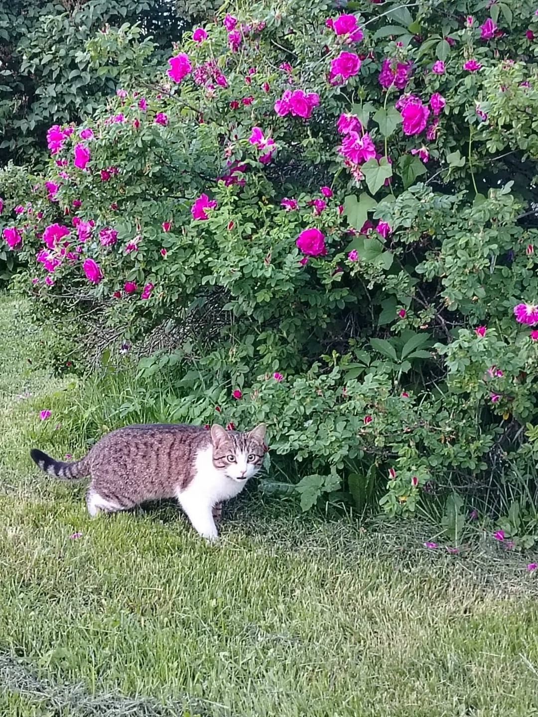 Пропала кошка в Пушкине — фото объявления