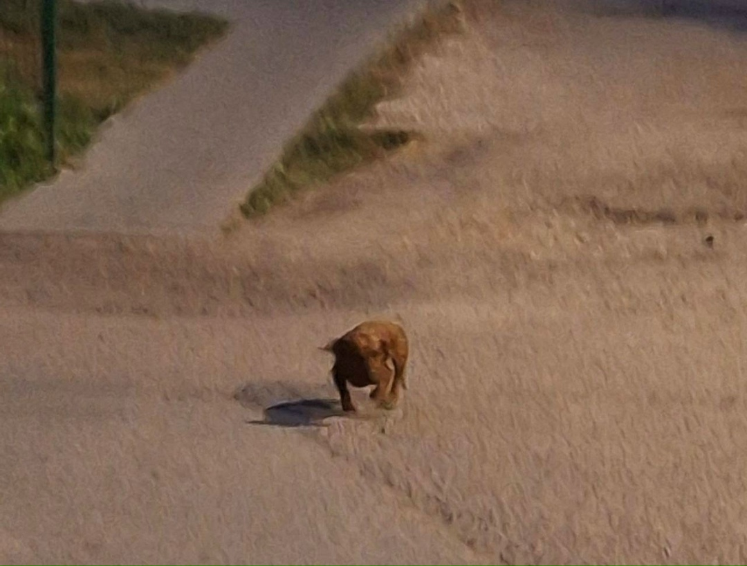 Пропала собака в Пушкине — фото объявления