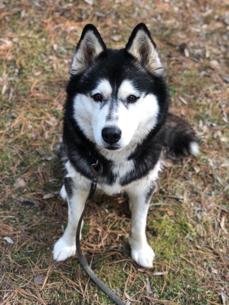 Пропала собака в Пушкине — фото объявления