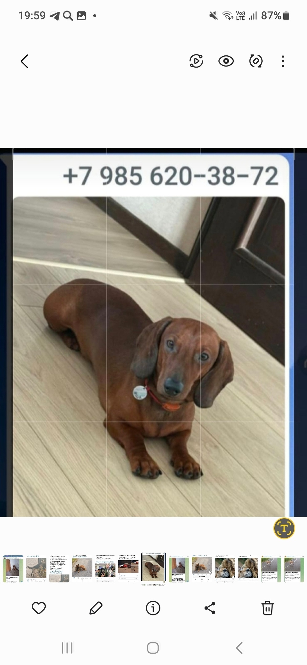 Пропала собака в Пушкине — фото объявления