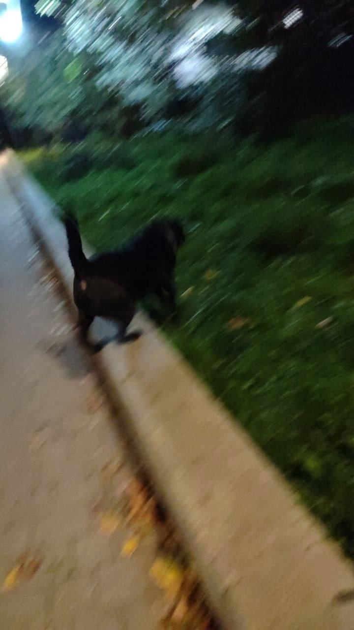 Найдена собака в Пушкине — фото объявления