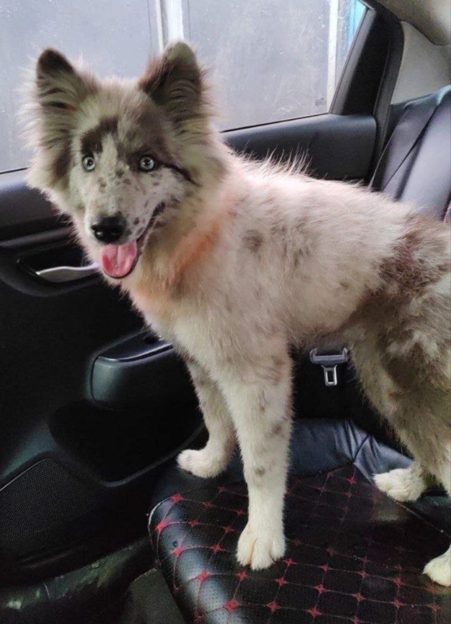 Найдена собака в Пушкине — фото объявления