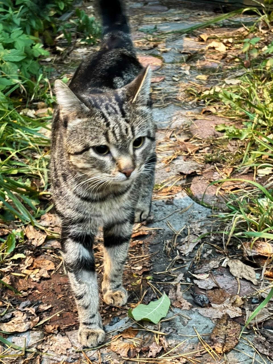 Найдена кошка в Пушкине — фото объявления