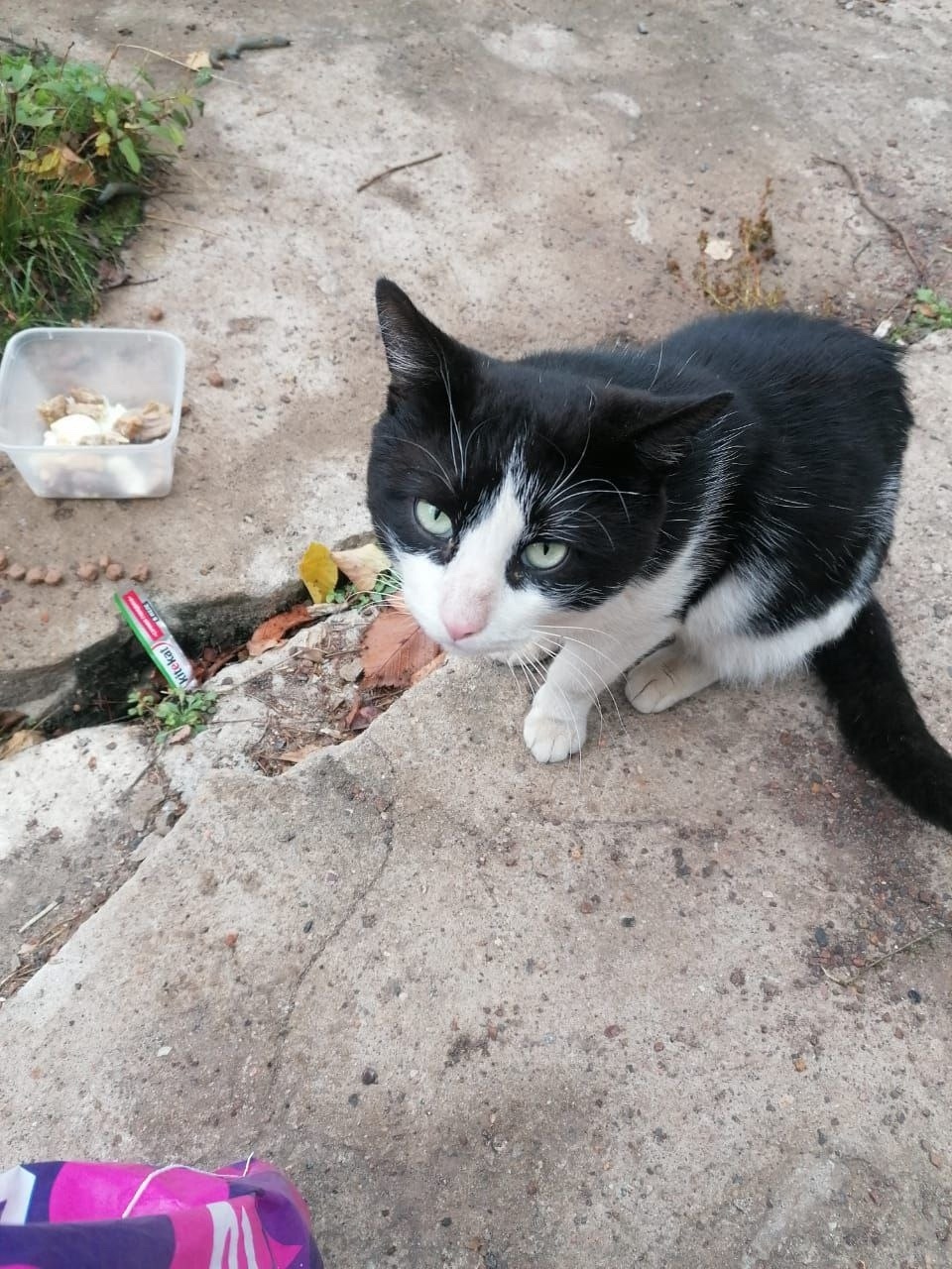 Найдена кошка в Пушкине — фото объявления