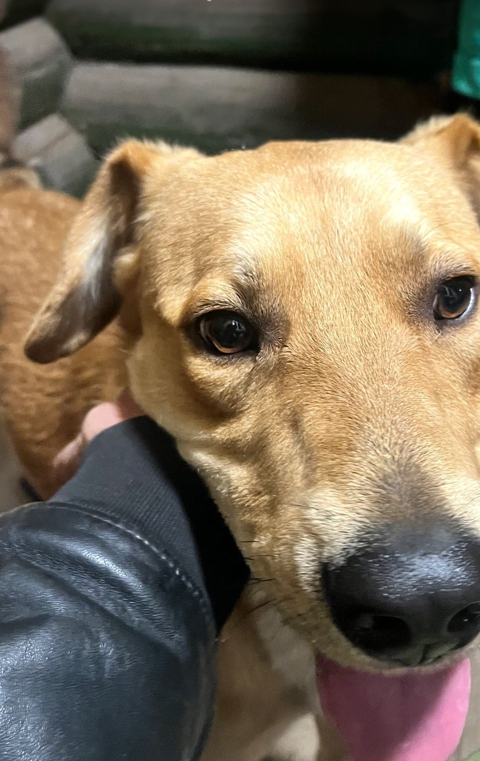 Найдена собака в Пушкине — фото объявления