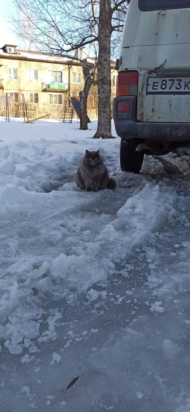 Пропала кошка в Пушкине — фото объявления