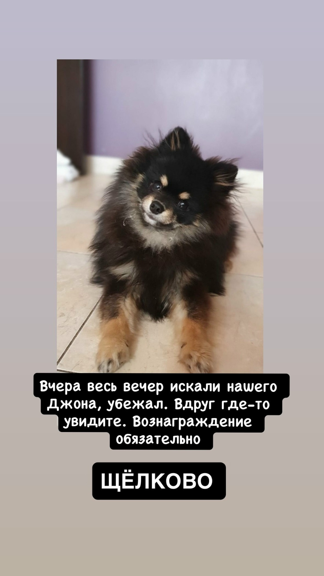 Пропала собака в Пушкине — фото объявления