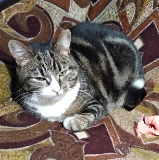 Пропала собака в Пушкине — фото объявления