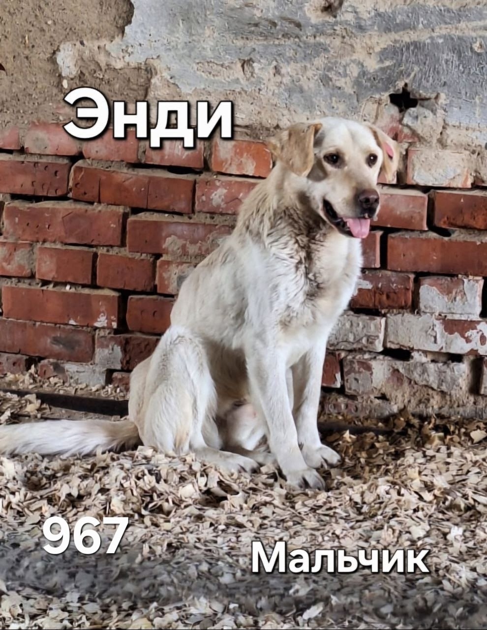 Пропала собака в Пушкине — фото объявления