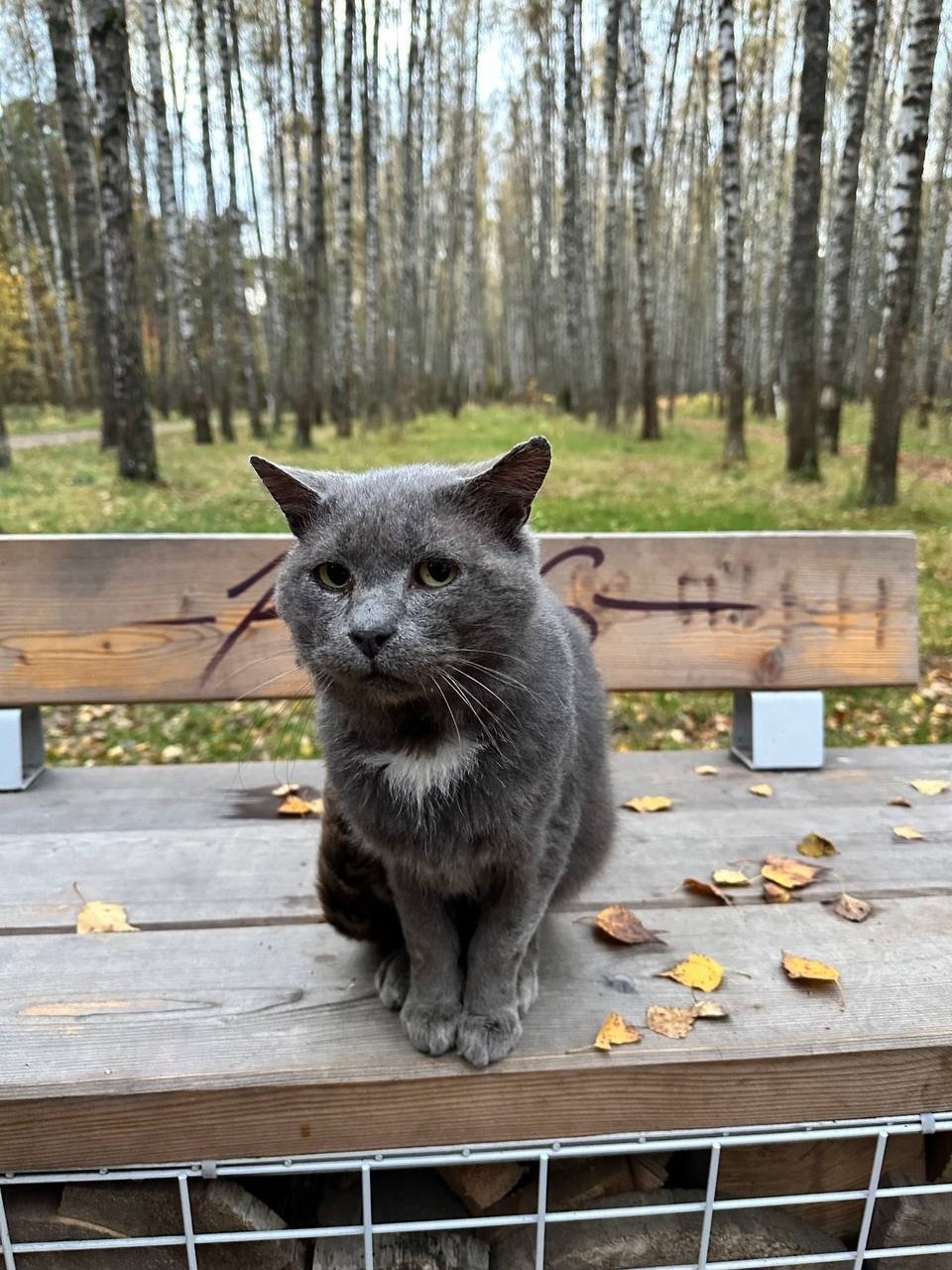 Пропала кошка в Пушкине — фото объявления