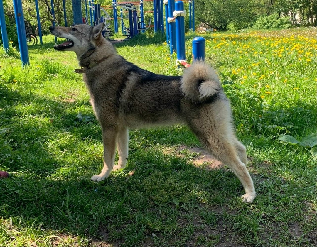 Пропала собака в Пушкине — фото объявления