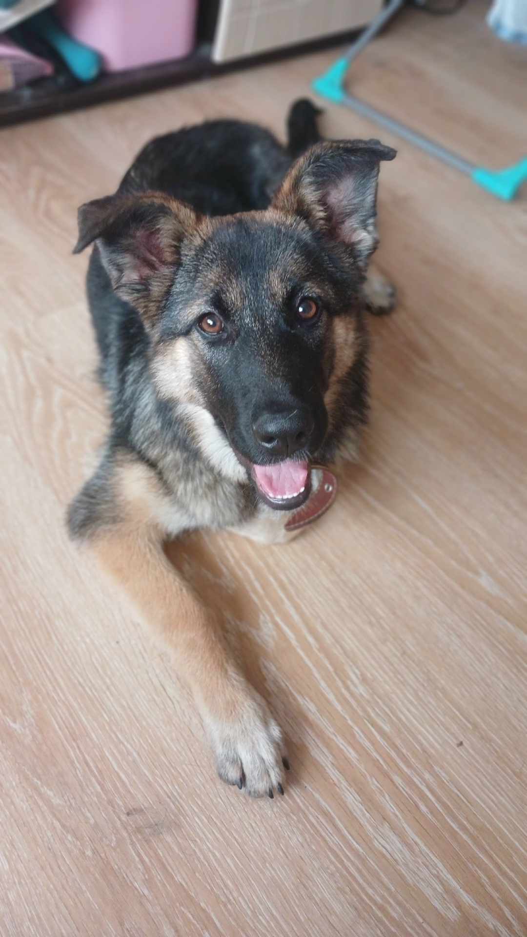 Найдена собака в Пушкине — фото объявления