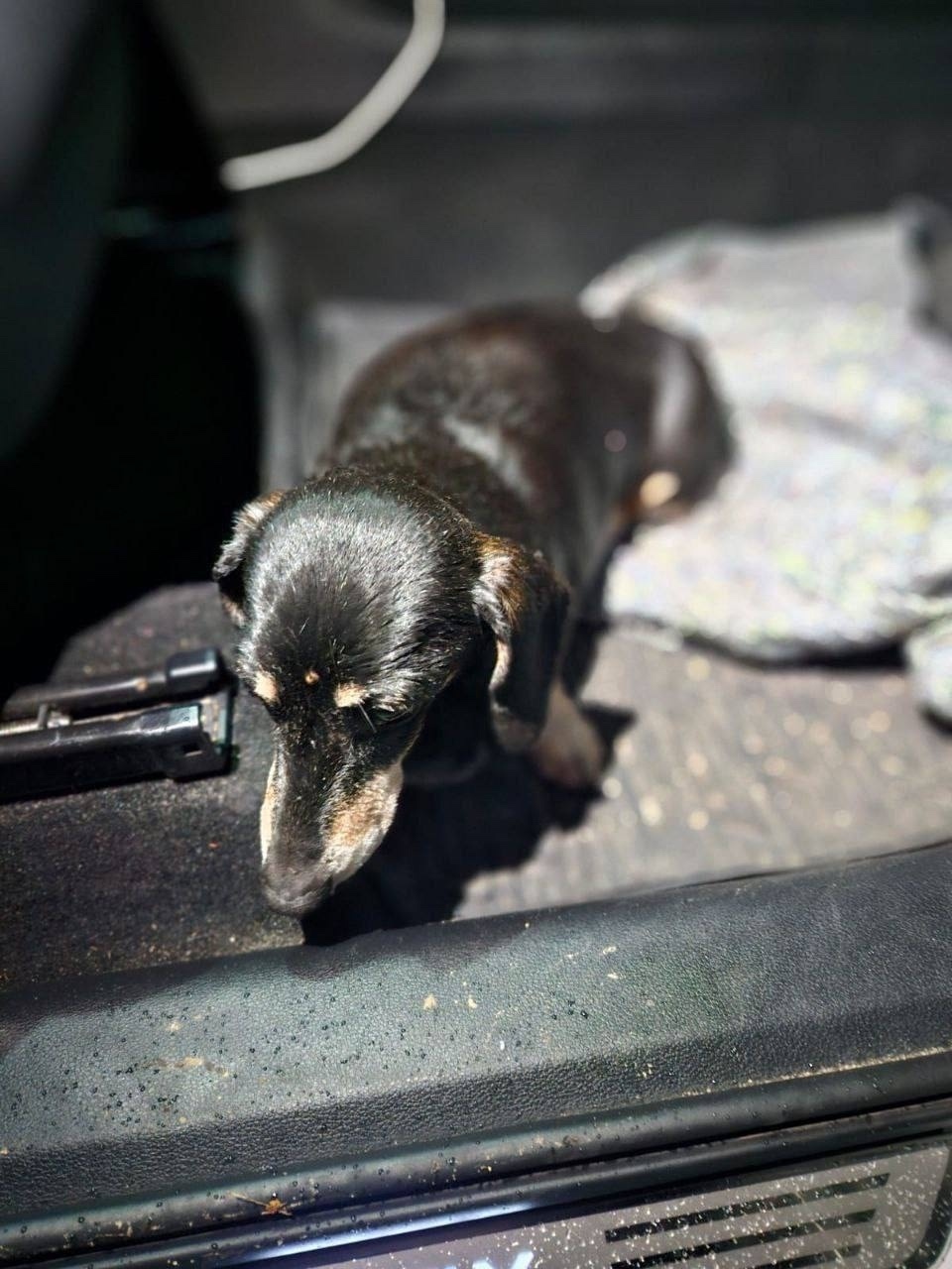 Найдена собака в Пушкине — фото объявления