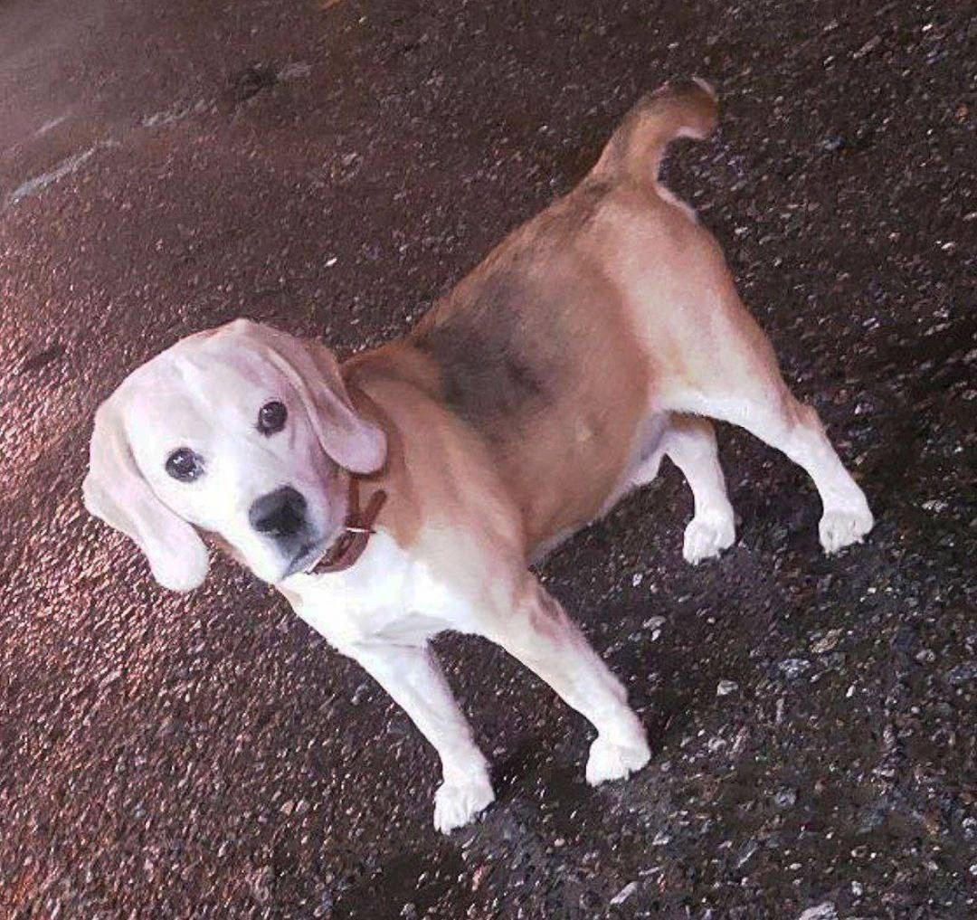 Пропала собака в Пушкине — фото объявления