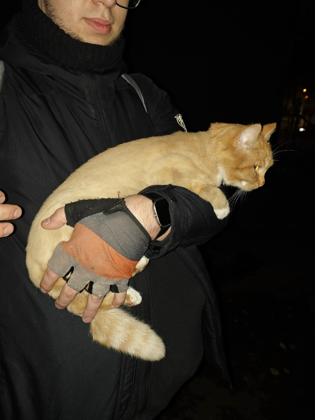 Найдена кошка в Пушкине — фото объявления