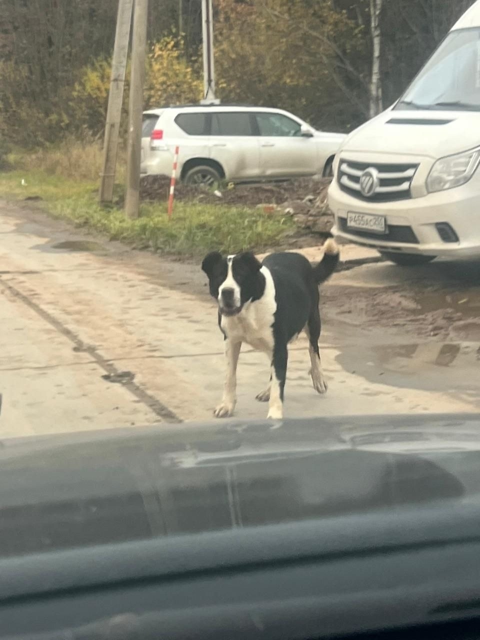 Найдена собака в Пушкине — фото объявления
