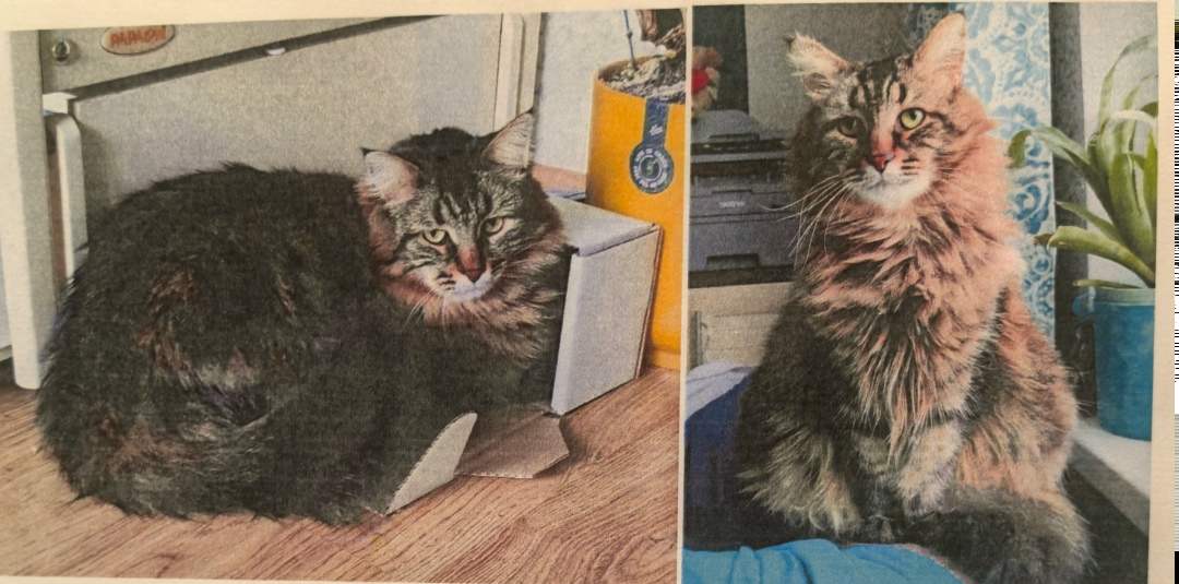 Пропала кошка в Пушкине — фото объявления