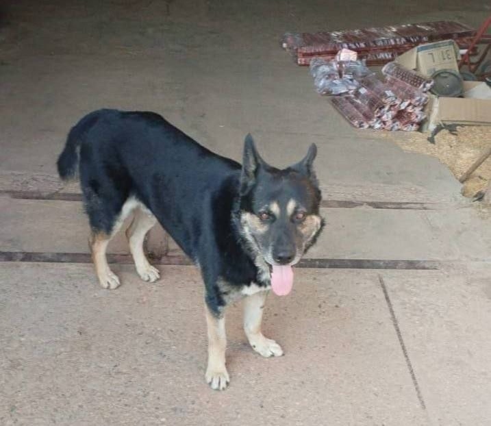 Пропала собака в Пушкине — фото объявления