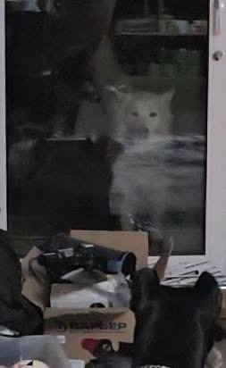 Найдена собака в Пушкине — фото объявления