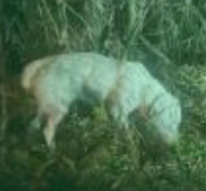 Пропала собака в Пушкине — фото объявления