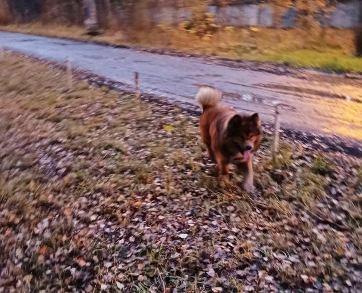 Пропала собака в Пушкине — фото объявления
