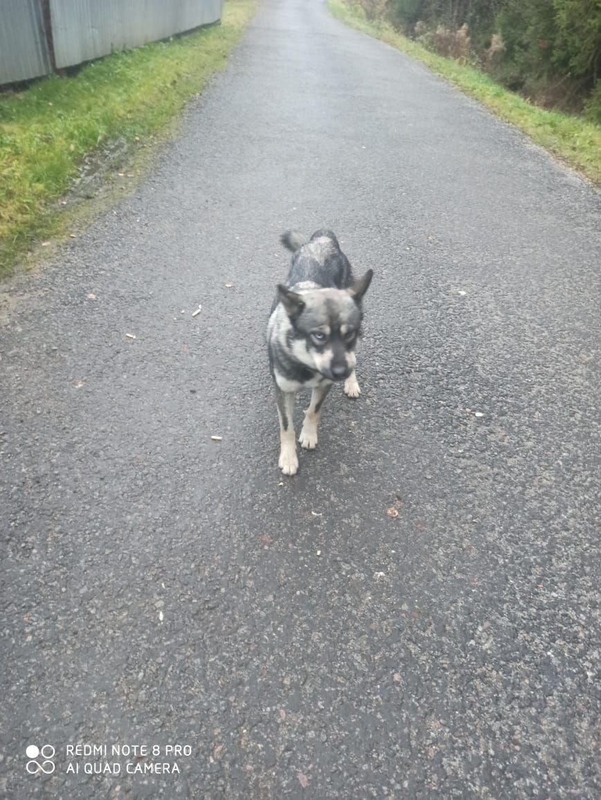 Найдена собака в Пушкине — фото объявления