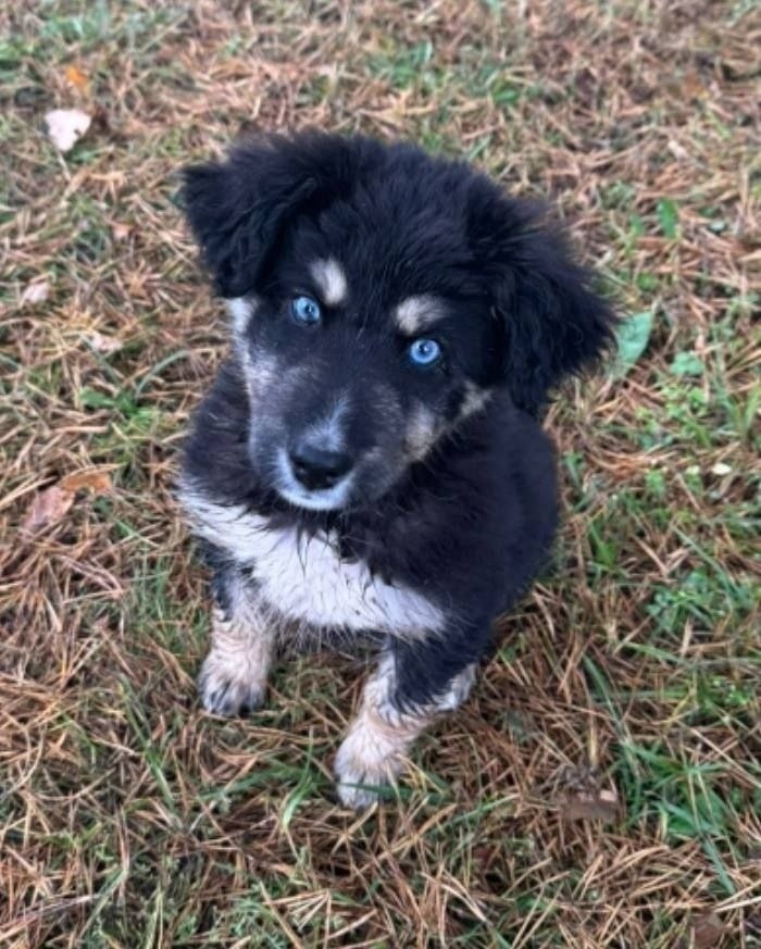 Пропала собака в Пушкине — фото объявления