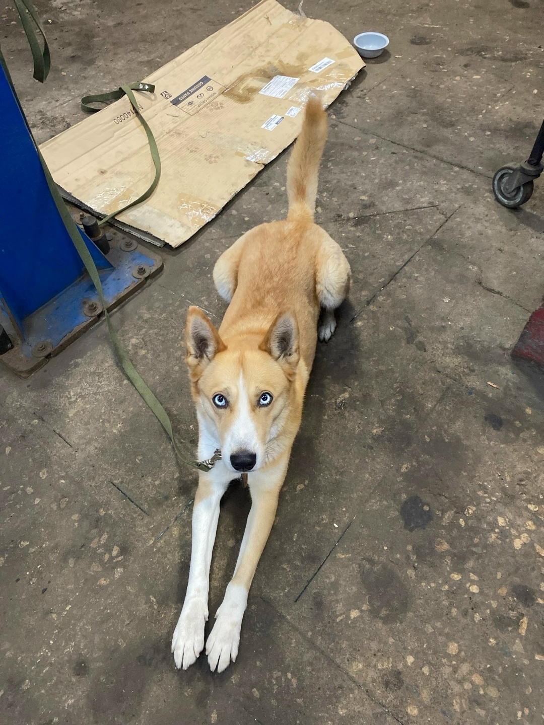 Найдена собака в Пушкине — фото объявления