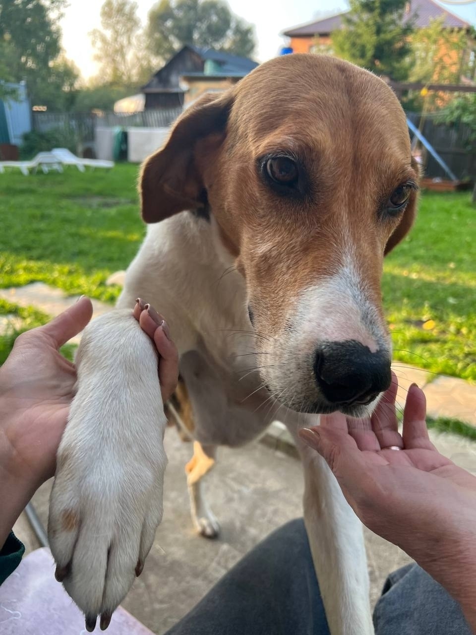 Пропала собака в Пушкине — фото объявления