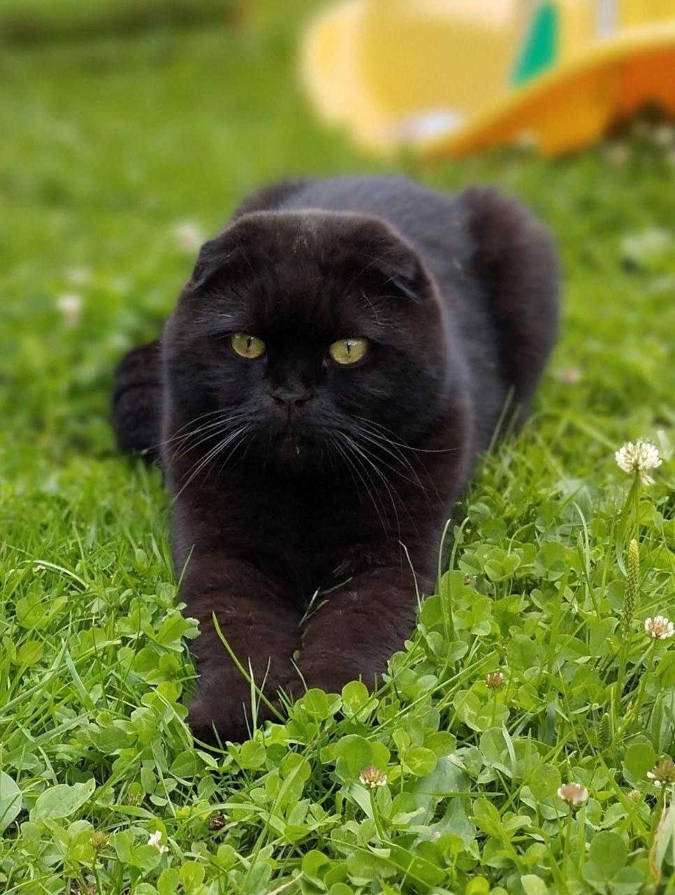 Пропала кошка в Пушкине — фото объявления