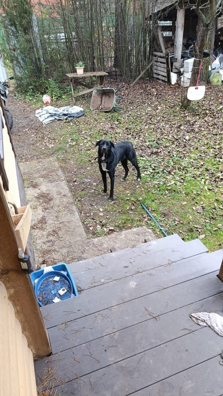 Найдена собака в Пушкине — фото объявления