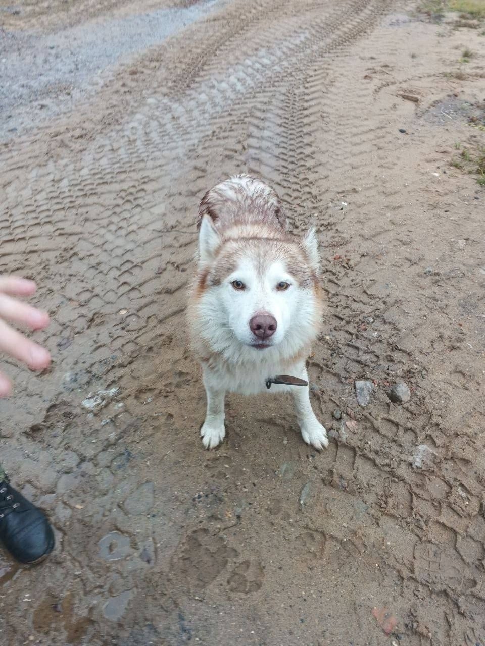 Найдена собака в Пушкине — фото объявления