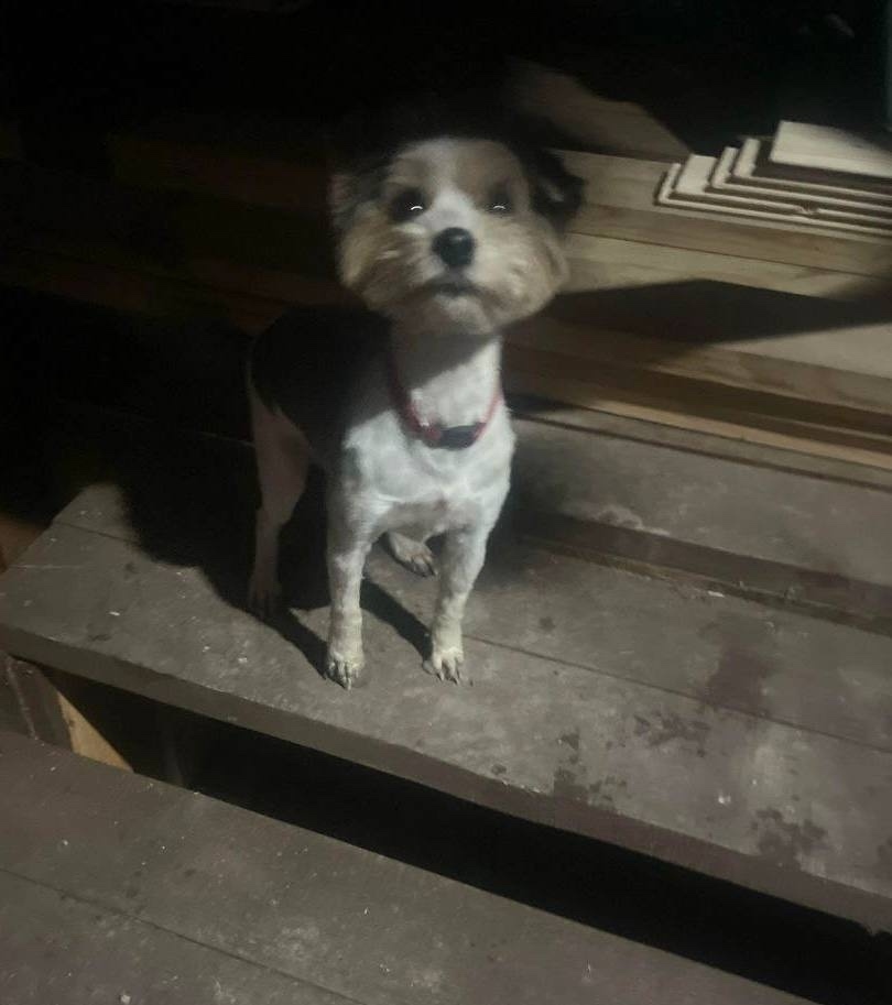 Найдена собака в Пушкине — фото объявления