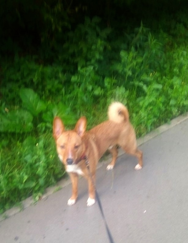 Пропала собака в Пушкине — фото объявления