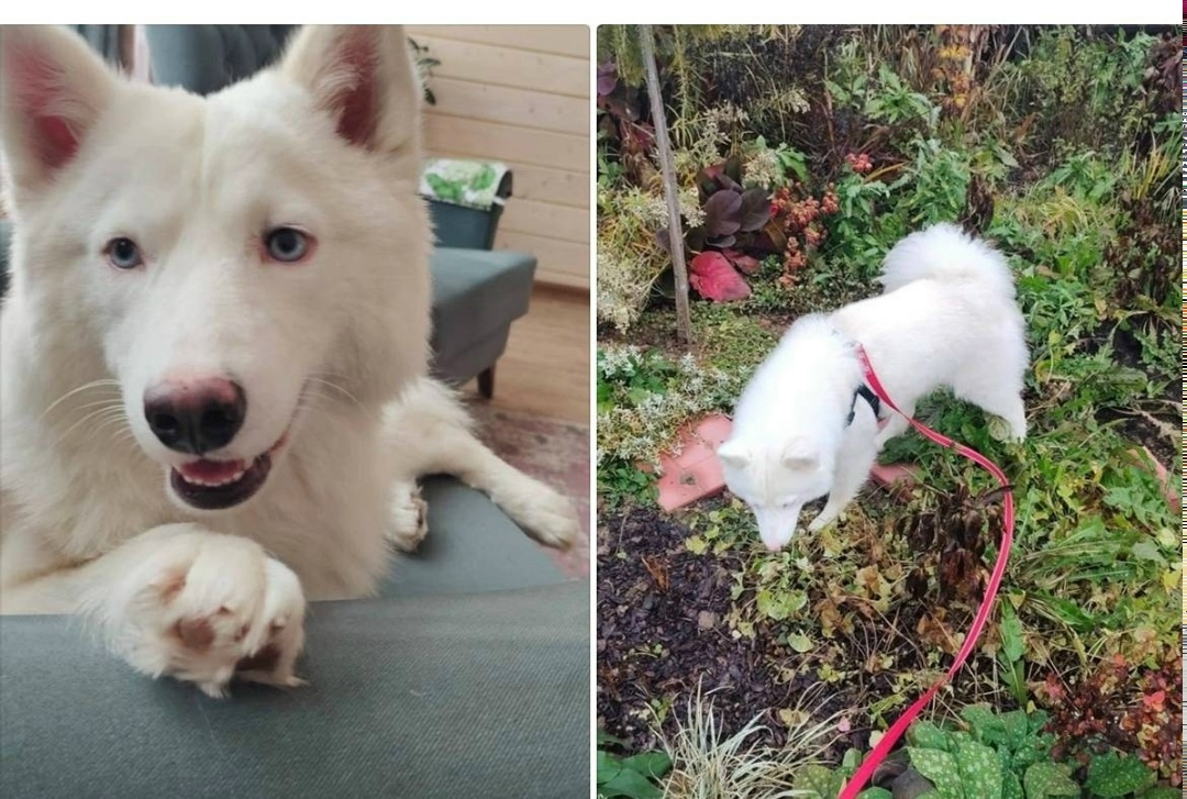 Пропала собака в Пушкине — фото объявления